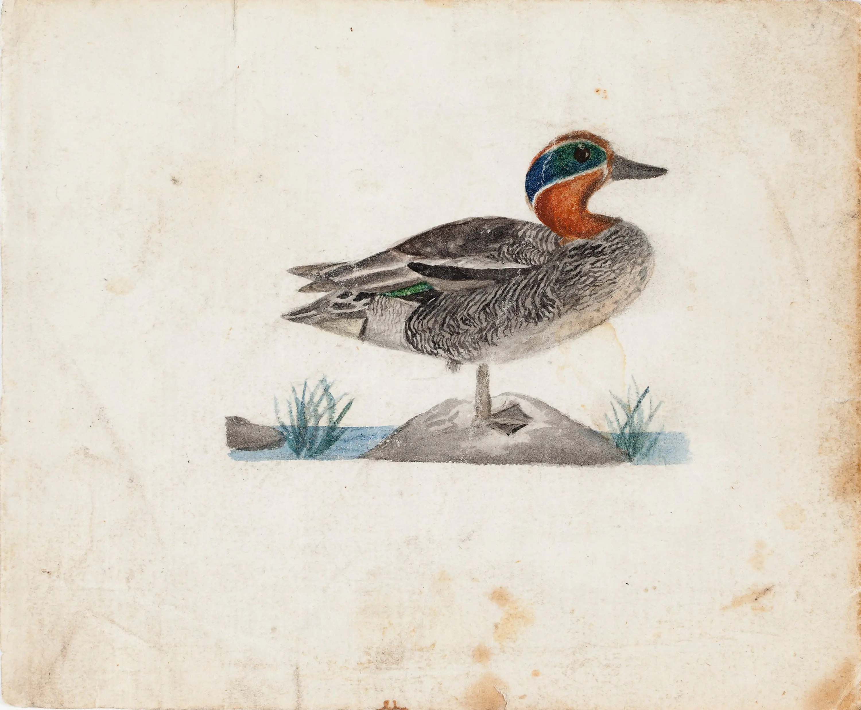 Sarcelle eurasienne - Ferdinand von Wright