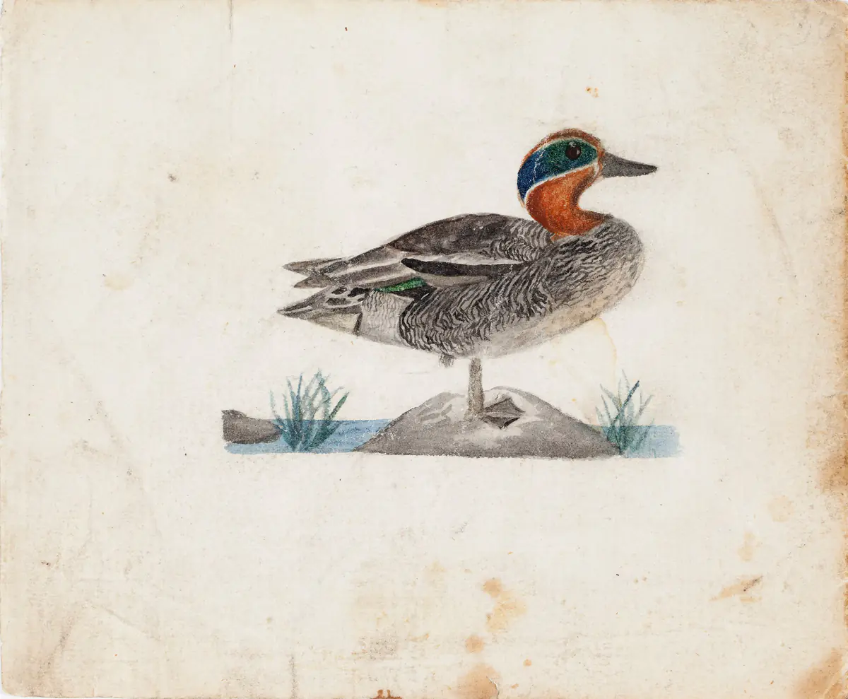 Sarcelle eurasienne - Ferdinand von Wright