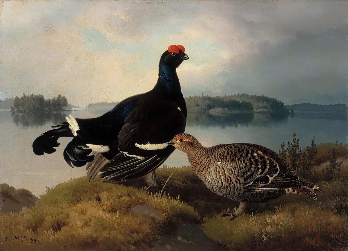 Tétras-lyre, coq et poule - Ferdinand von Wright