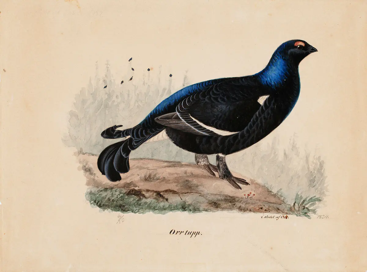 Tétras-lyre - Ferdinand von Wright