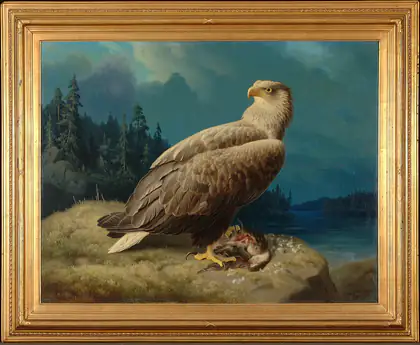Vieil aigle de mer à queue blanche - Ferdinand von Wright