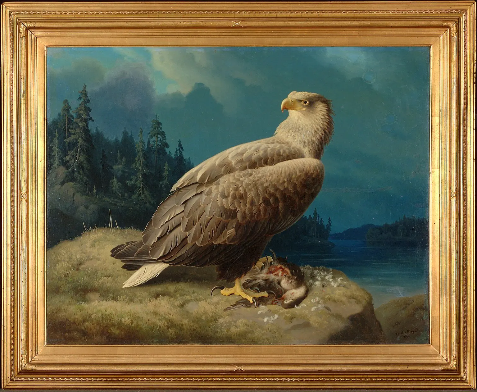 Vieil aigle de mer à queue blanche - Ferdinand von Wright