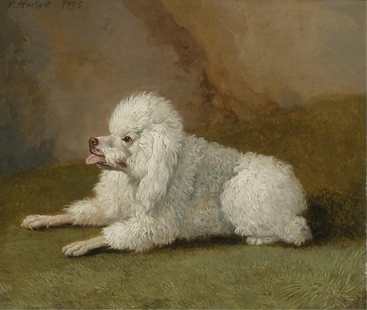 Portrait d'un caniche - Jacob Philipp Hackert