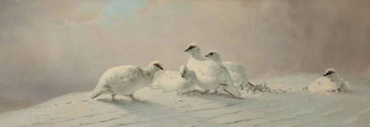Lagopède - Joseph Wolf