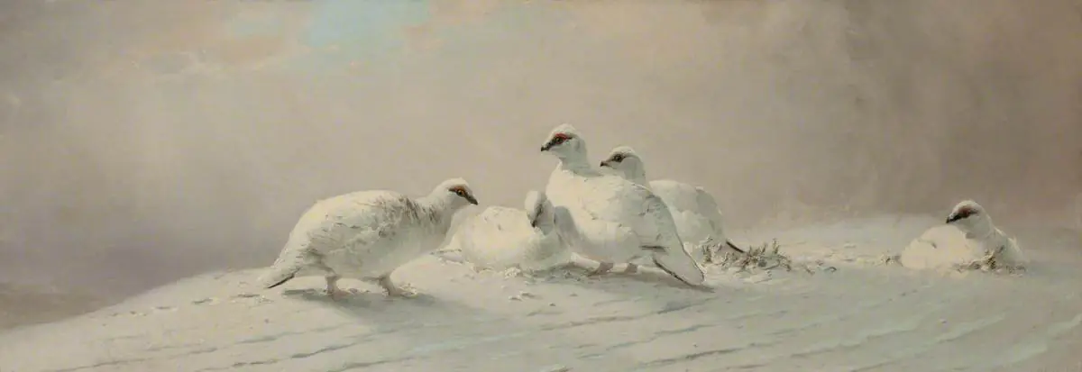 Lagopède - Joseph Wolf
