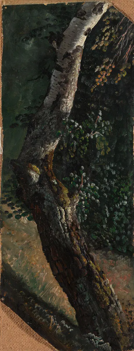 Étude d'un bouleau - Knut Baade
