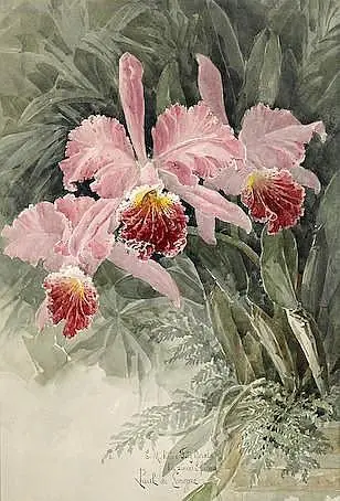 Orchidées roses - Paul de Longpré