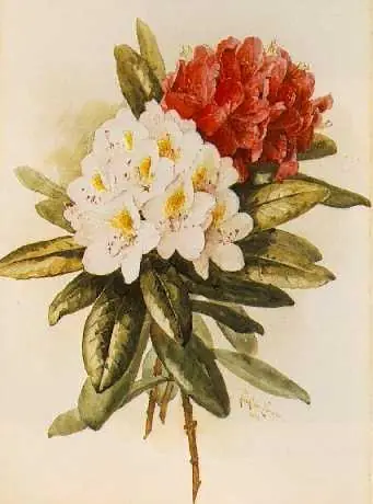 Rhododendron — 1895 - Paul de Longpré