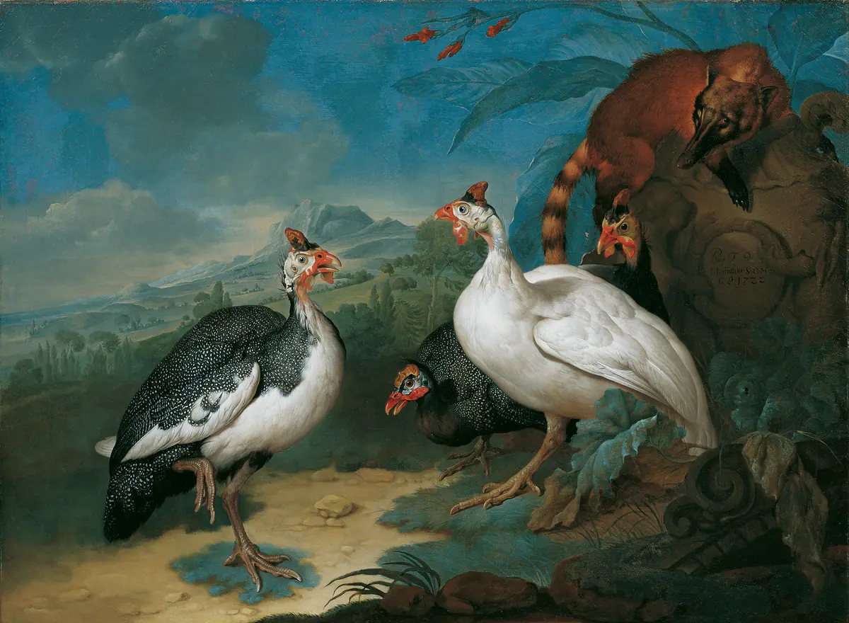 Pintade et coati - Philipp Ferdinand de Hamilton