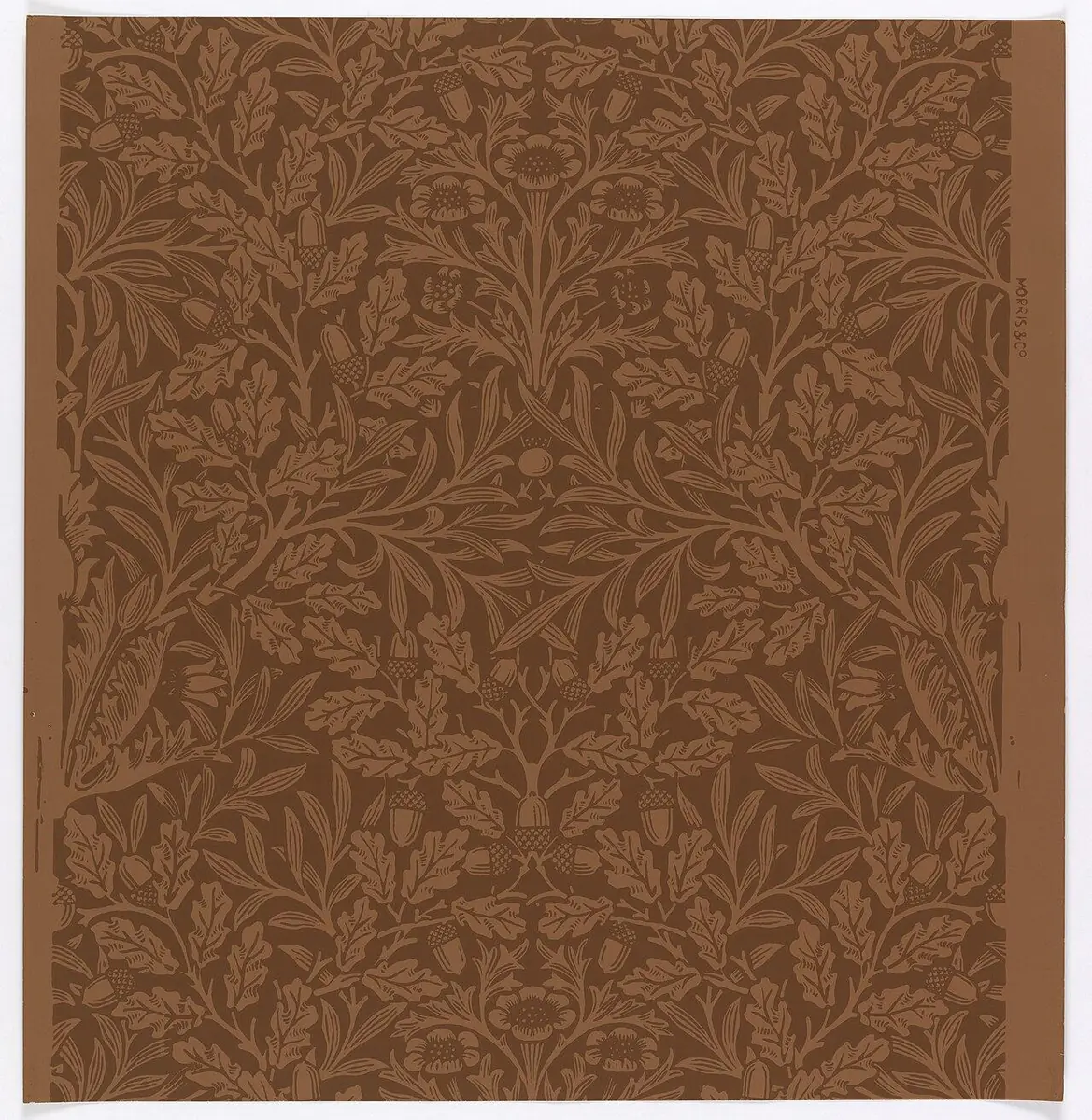 Glands — Acorn - William Morris